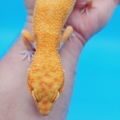 Male Super Hypo Mandarin Tangerine Bold White & Yellow Leopard Gecko