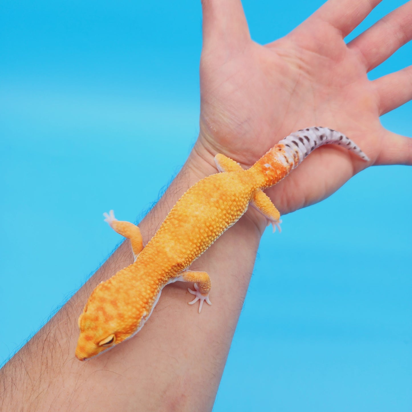 Male Super Hypo Mandarin Tangerine Bold White & Yellow Leopard Gecko