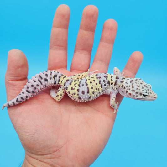 Female FREEZE Fasciolatus Mack Snow Leopard Gecko