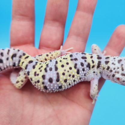 Female FREEZE Fasciolatus Mack Snow Leopard Gecko