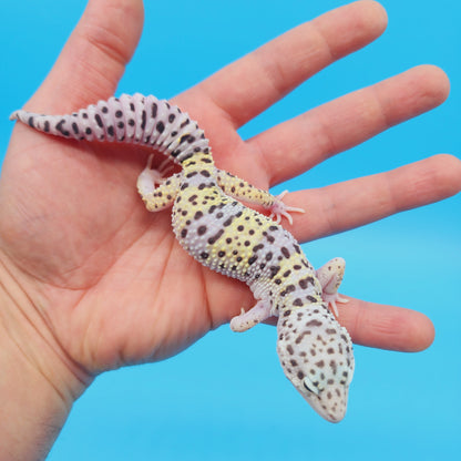 Female FREEZE Fasciolatus Mack Snow Leopard Gecko