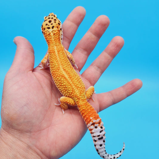 Male Mandarin Inferno Tangerine Bold White & Yellow Red Stripe Jungle Leopard Gecko