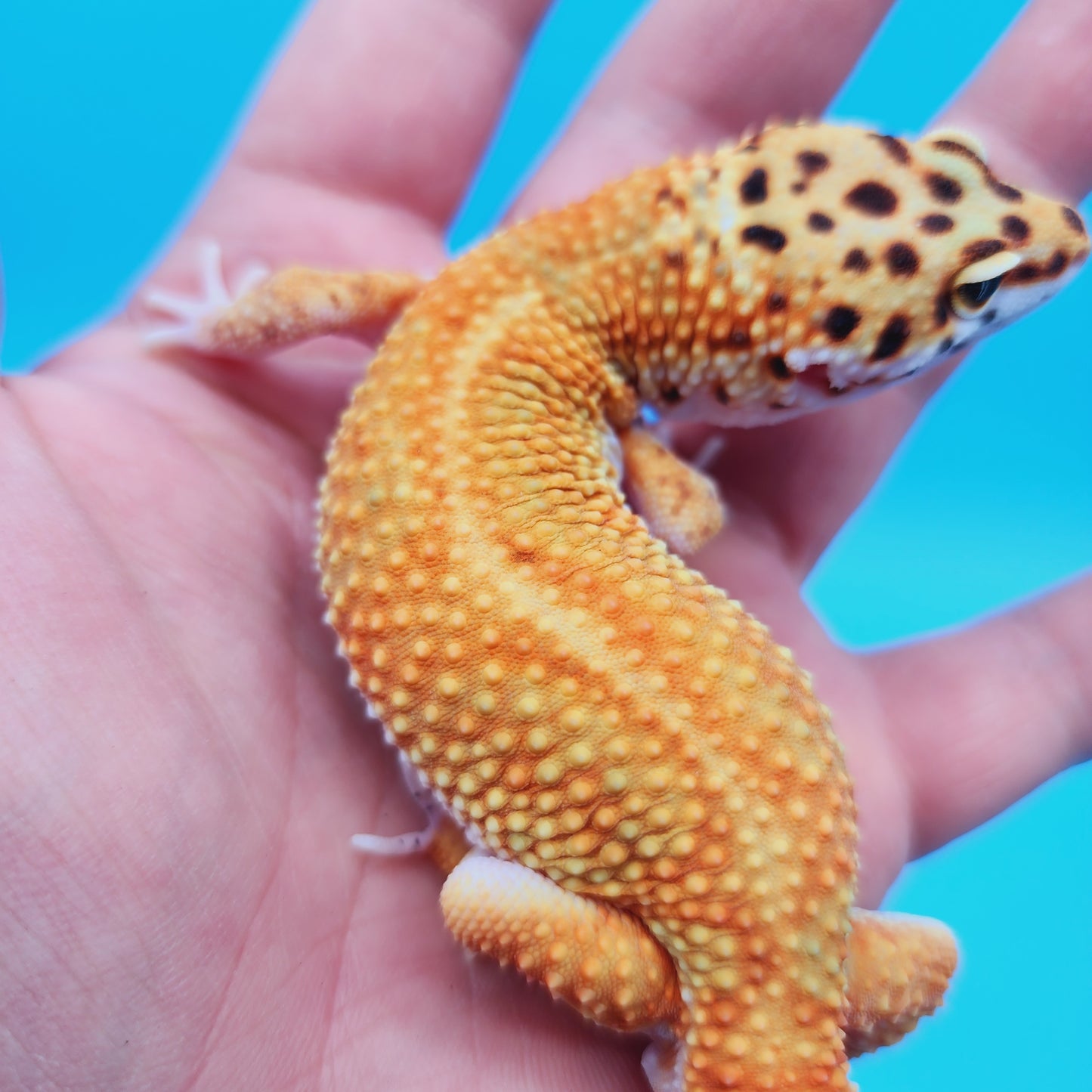 Male Mandarin Inferno Tangerine Bold White & Yellow Red Stripe Jungle Leopard Gecko