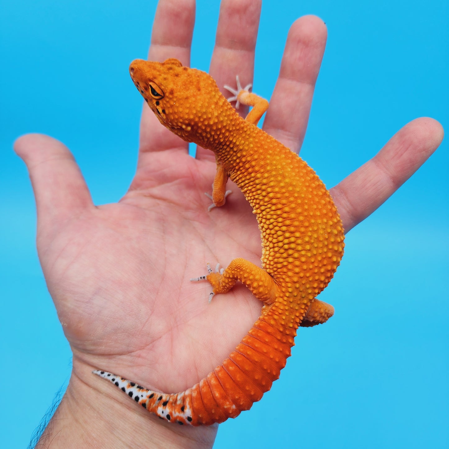 AMAZING Male Mandarin Inferno Tangerine Super Hypo Extreme Carrot Tail Leopard Gecko