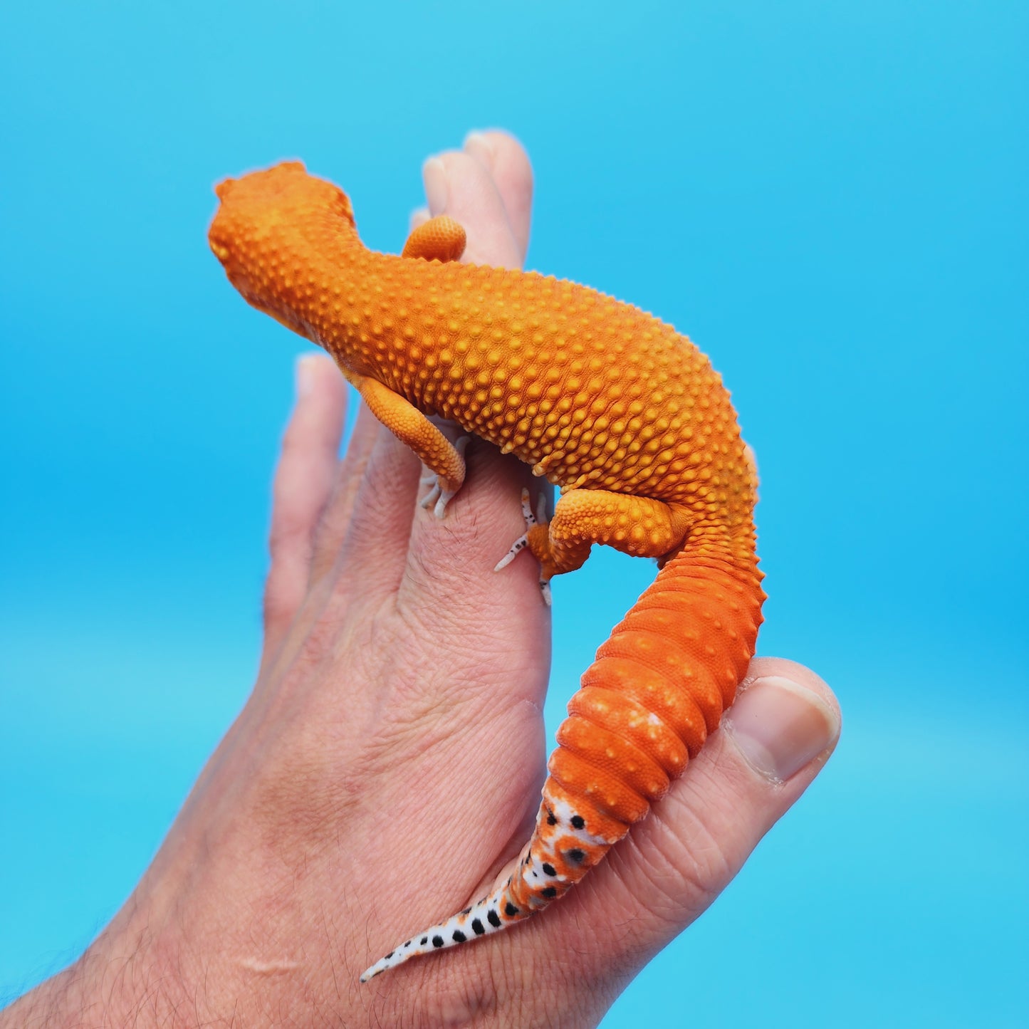 AMAZING Male Mandarin Inferno Tangerine Super Hypo Extreme Carrot Tail Leopard Gecko