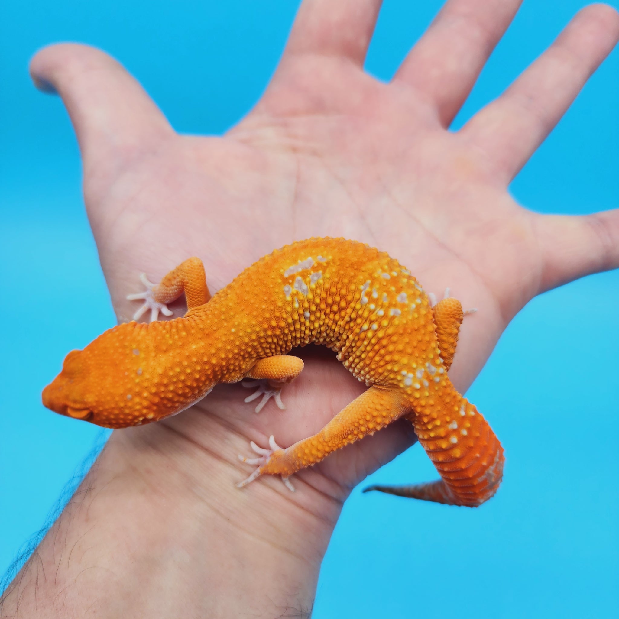 Female Mandarin Inferno Tremper Albino White Spot Leopard Gecko – Geeky