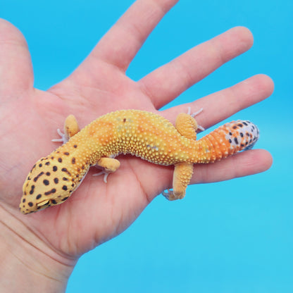 Male Mandarin Inferno Tangerine Bold Emerine Jungle Leopard Gecko