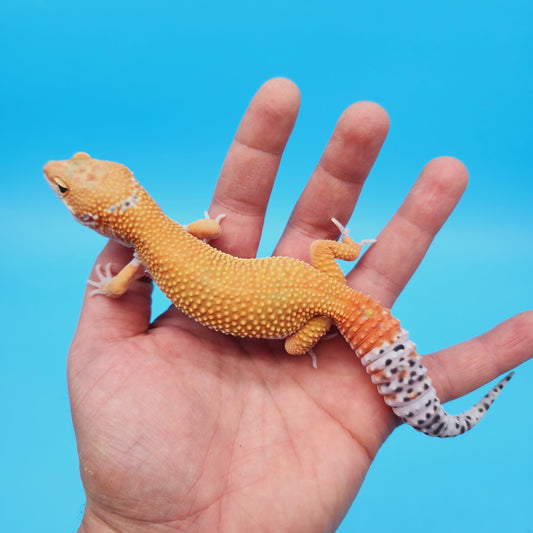 Male Super Hypo Mandarin Turcmenicus Leopard Gecko