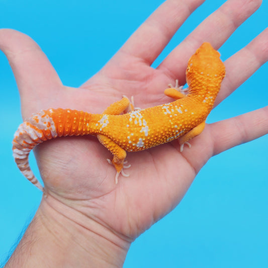 Male Mandarin Inferno Tremper Albino Jungle White Spot Leopard Gecko