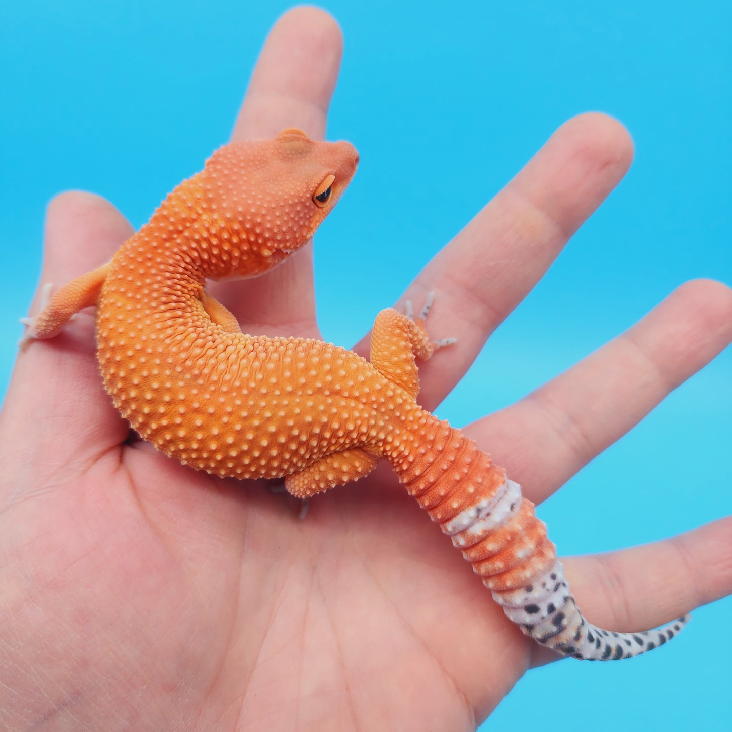 Female Mandarin Inferno Tangerine Super Hypo Baldy 100% Het Tremper Leopard Gecko
