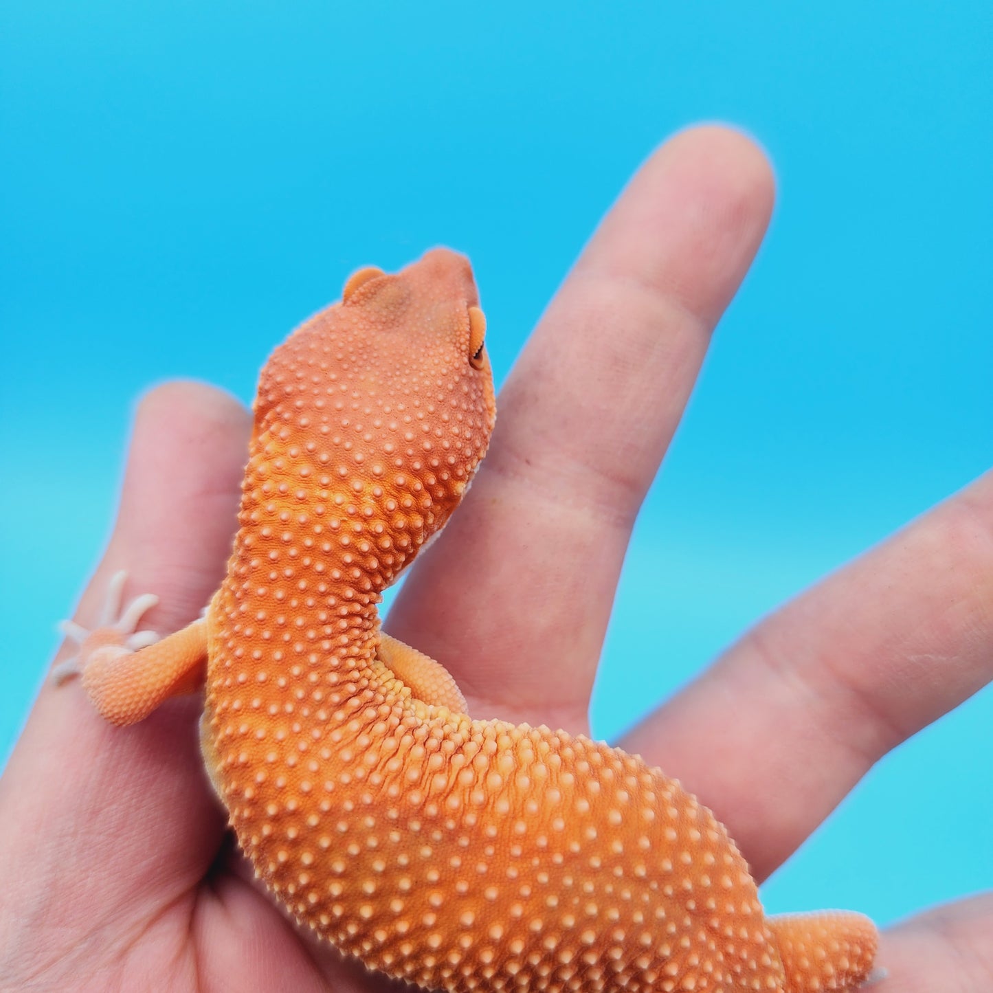 Female Mandarin Inferno Tangerine Super Hypo Baldy 100% Het Tremper Leopard Gecko