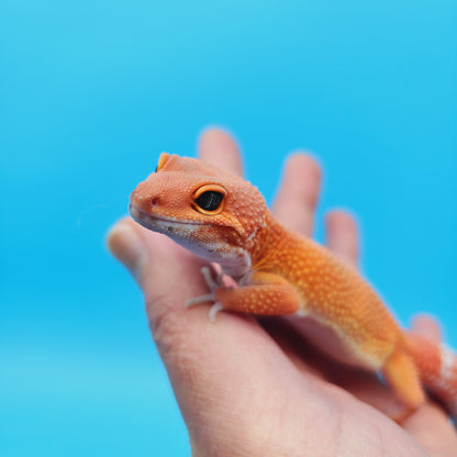Female Mandarin Inferno Tangerine Super Hypo Baldy 100% Het Tremper Leopard Gecko