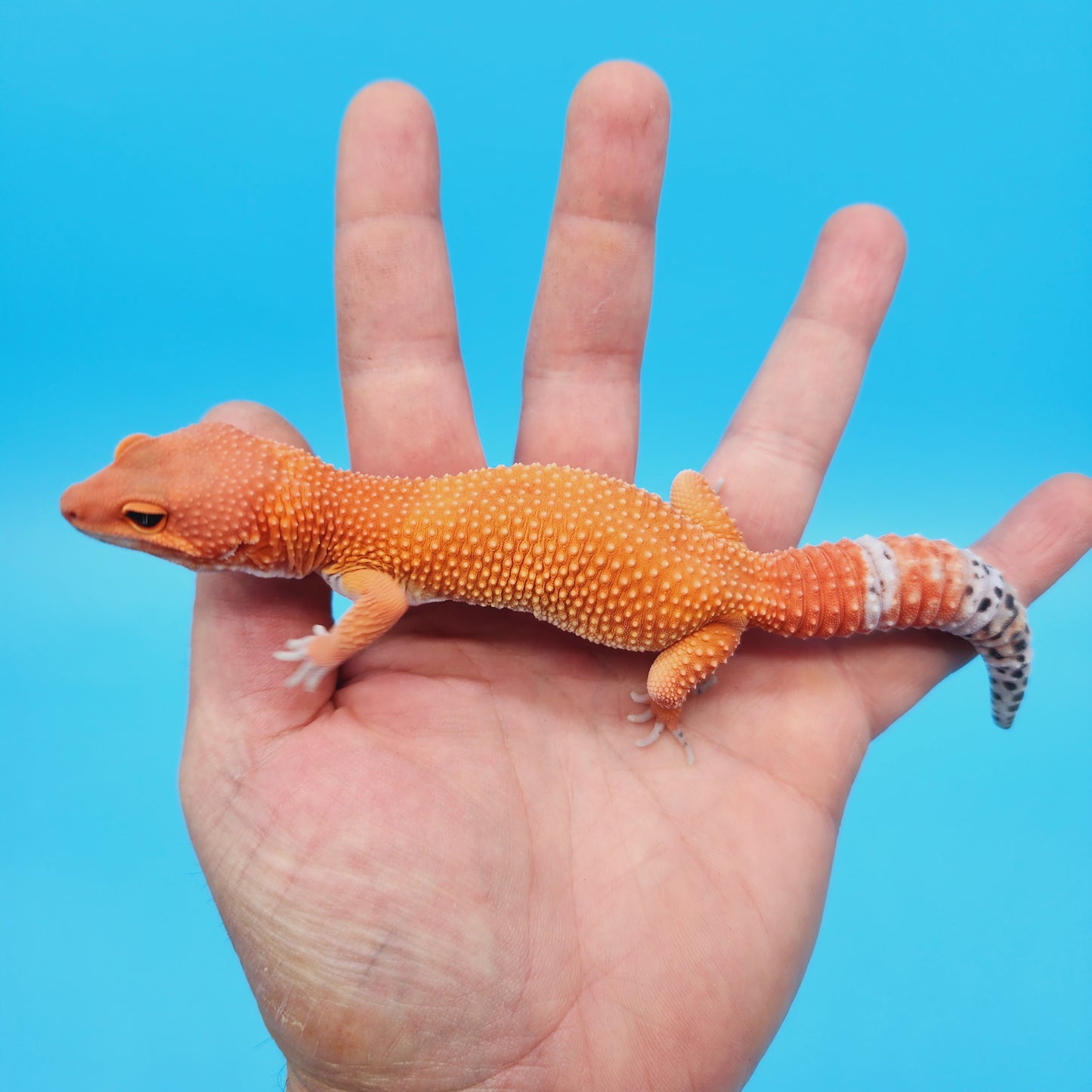 Female Mandarin Inferno Tangerine Super Hypo Baldy 100% Het Tremper Leopard Gecko