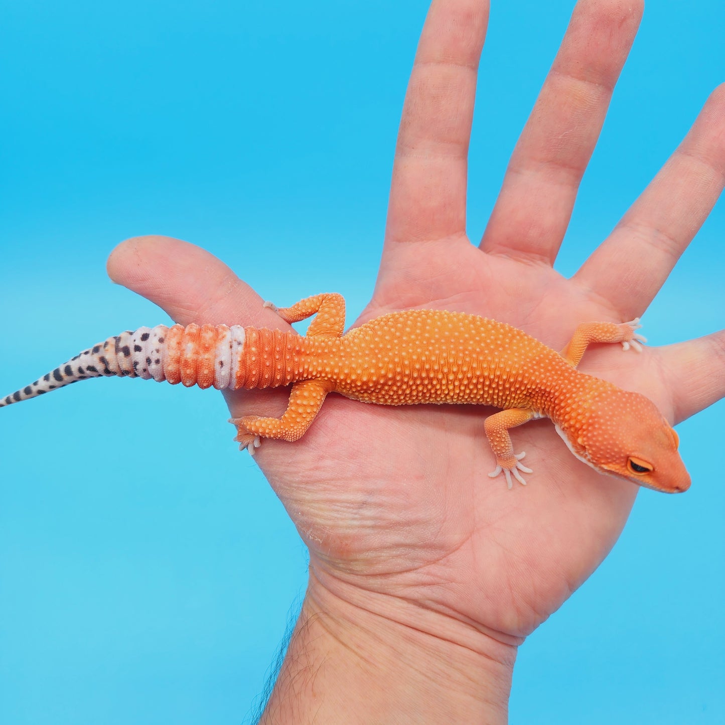 Female Mandarin Inferno Tangerine Super Hypo Baldy 100% Het Tremper Leopard Gecko