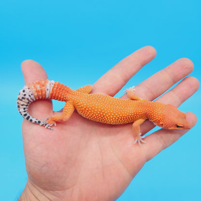 Female Mandarin Inferno Tangerine Super Hypo Baldy 100% Het Tremper Leopard Gecko