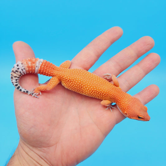 Female Mandarin Inferno Tangerine Super Hypo Baldy 100% Het Tremper Leopard Gecko
