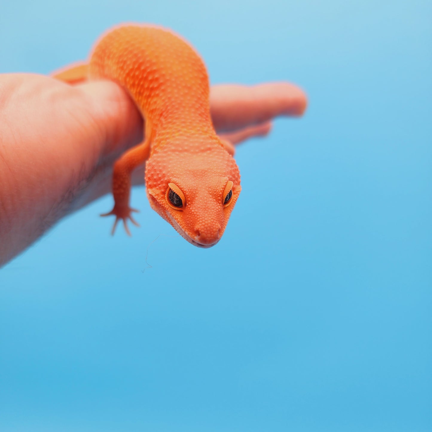 Female Mandarin Inferno Tangerine Super Hypo Baldy 100% Het Tremper Leopard Gecko