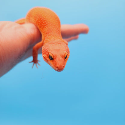 Female Mandarin Inferno Tangerine Super Hypo Baldy 100% Het Tremper Leopard Gecko