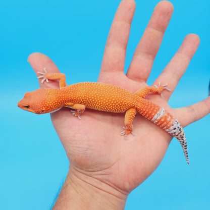 Female Mandarin Inferno Tangerine Super Hypo Baldy 100% Het Tremper Leopard Gecko