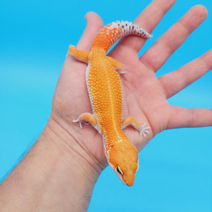 Male Mandarin Inferno Tangerine Bold White & Yellow Super Hypo Leopard Gecko