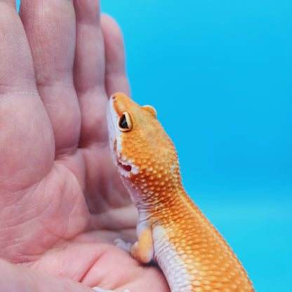 Male Mandarin Inferno Tangerine Bold White & Yellow Super Hypo Leopard Gecko