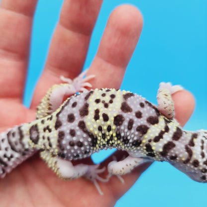 Male FREEZE Fasciolatus Mack Snow Leopard Gecko