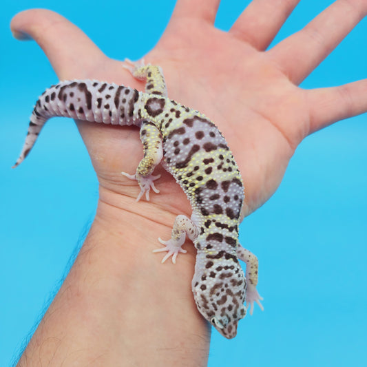 Male FREEZE Fasciolatus Mack Snow Leopard Gecko