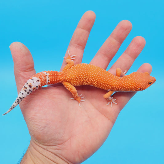 Male Mandarin Inferno Super Hypo Baldy Leopard Gecko