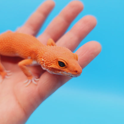 Male Mandarin Inferno Super Hypo Baldy Leopard Gecko