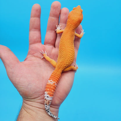 Male Mandarin Inferno Tangerine Super Hypo Leopard Gecko