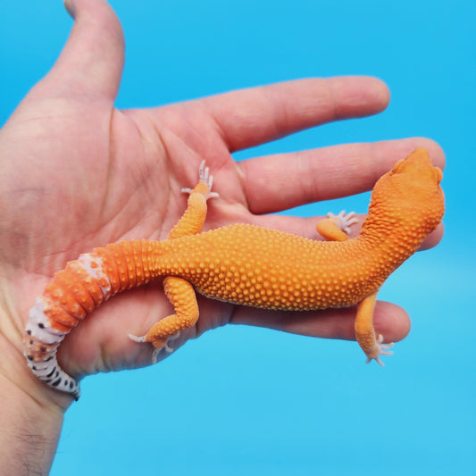 Male Mandarin Inferno Tangerine Super Hypo Leopard Gecko