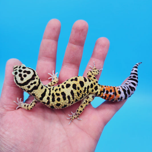 Male TRI-Color Afghan Hyper Xanthic Bold Bandit Leopard Gecko