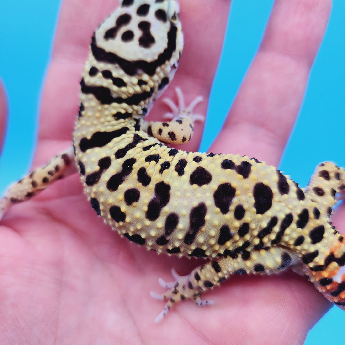 Male TRI-Color Afghan Hyper Xanthic Bold Bandit Leopard Gecko