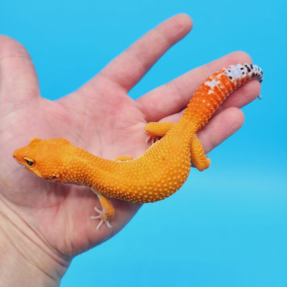 Male Super Hypo Baldy Mandarin Inferno Tangerine Leopard Gecko