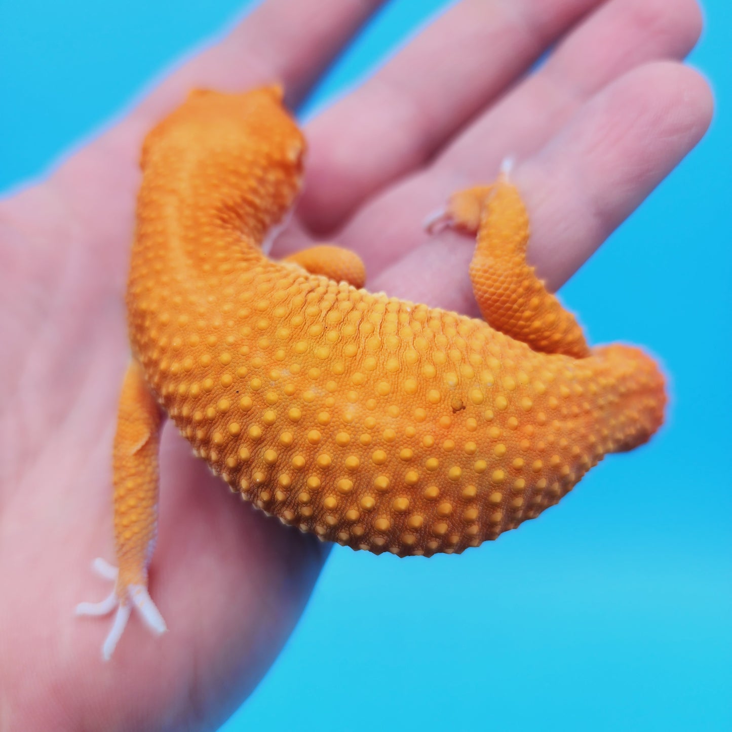 Male Super Hypo Baldy Mandarin Inferno Tangerine Leopard Gecko