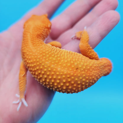 Male Super Hypo Baldy Mandarin Inferno Tangerine Leopard Gecko