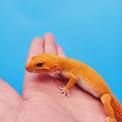 Male Super Hypo Baldy Mandarin Inferno Tangerine Leopard Gecko