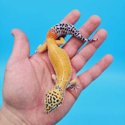 Male Super Hypo Turcmenicus Afghanicus Mandarin Inferno Leopard Gecko