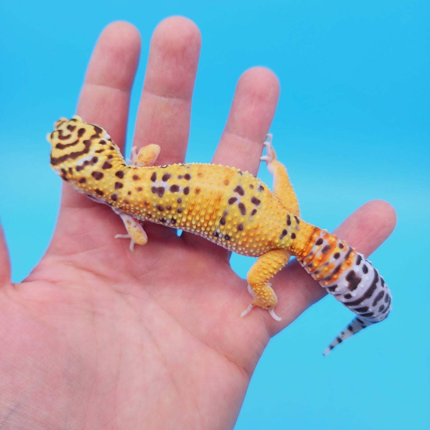 Female Mandarin Tangerine Turcmenicus Emerine Leopard Gecko