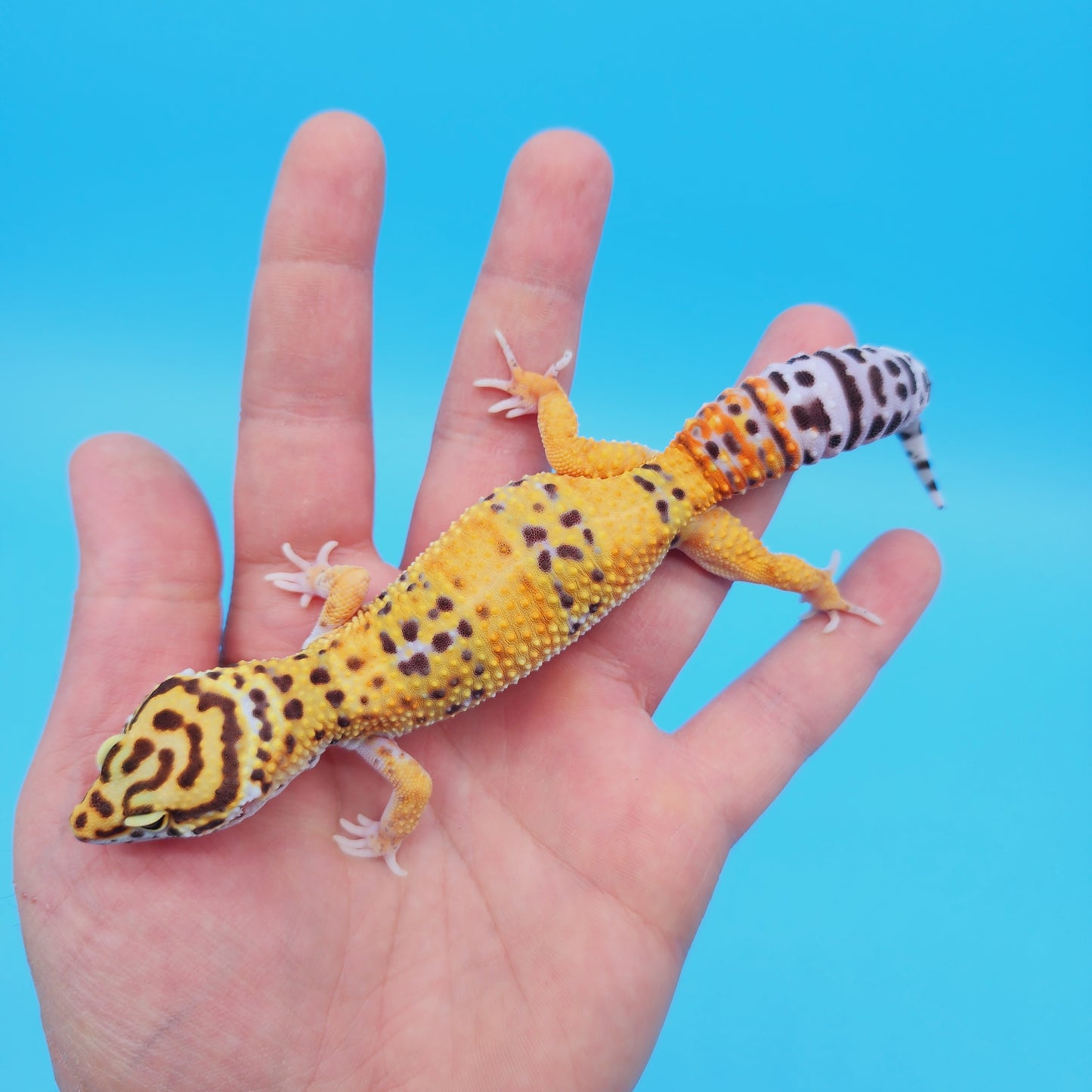 Female Mandarin Tangerine Turcmenicus Emerine Leopard Gecko