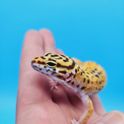Female Mandarin Tangerine Turcmenicus Emerine Leopard Gecko