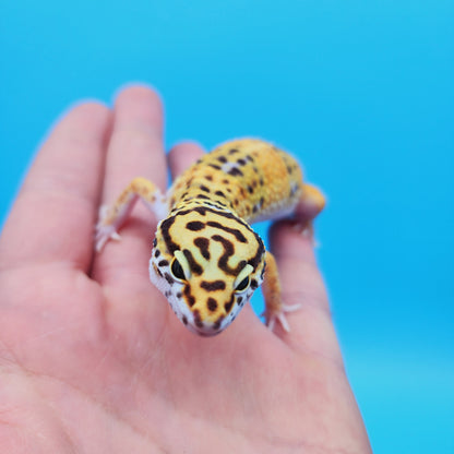 Female Mandarin Tangerine Turcmenicus Emerine Leopard Gecko