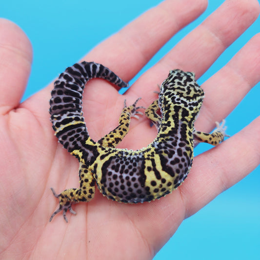 Female Black Night (50%) Afghanicus (25%) Turcmenicus (25%) Leopard Gecko