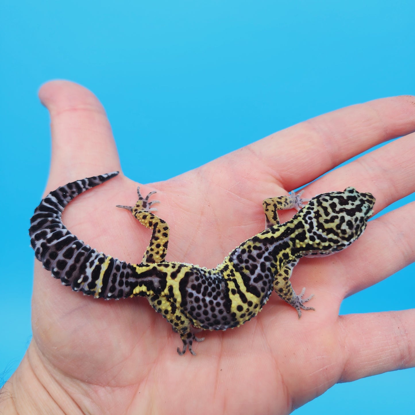 Female Black Night (50%) Afghanicus (25%) Turcmenicus (25%) Leopard Gecko