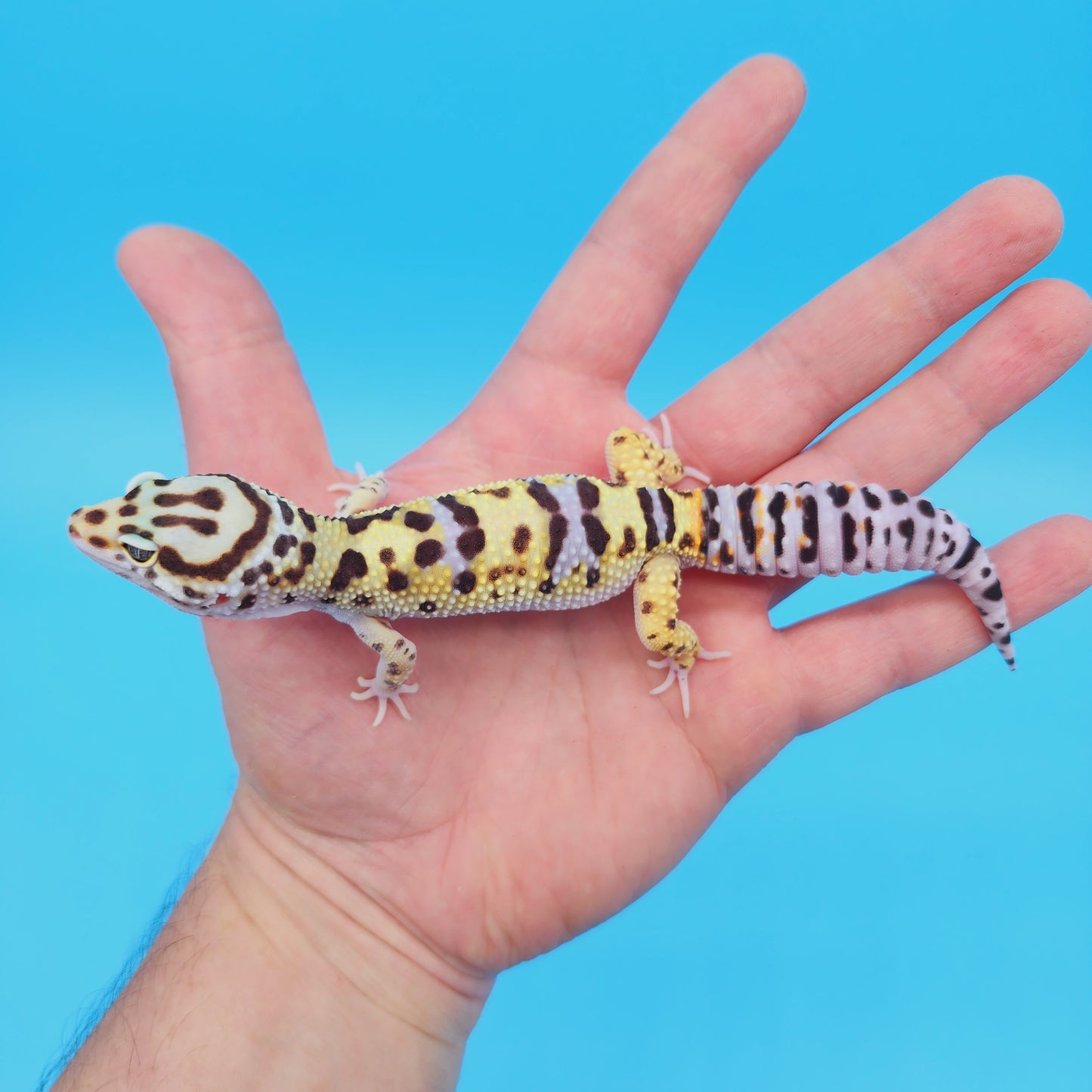 Male Hyper Xanthic Bold Turcmenicus Possible White & Yellow Leopard Gecko