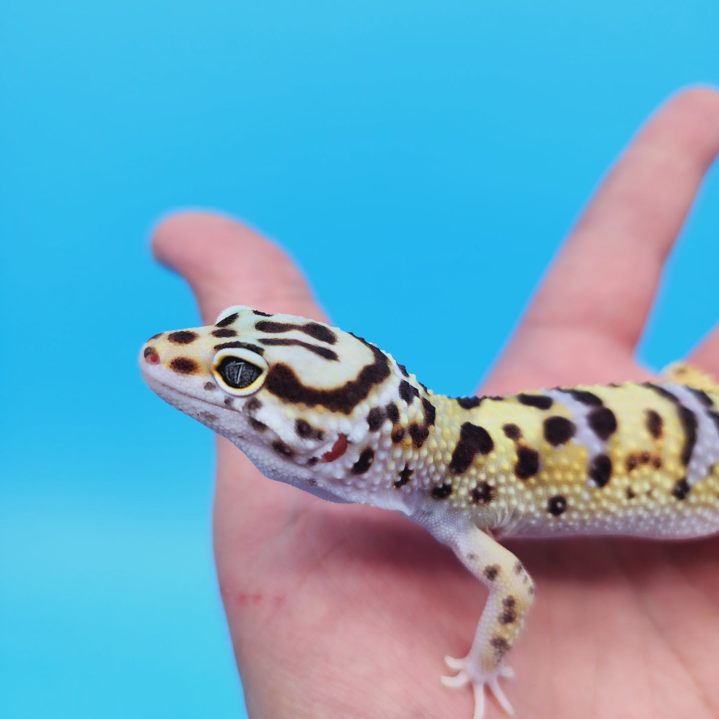Male Hyper Xanthic Bold Turcmenicus Possible White & Yellow Leopard Gecko