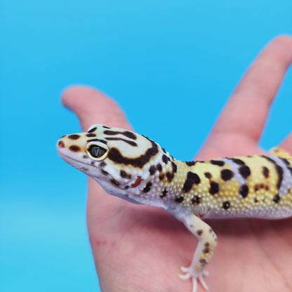 Male Hyper Xanthic Bold Turcmenicus Possible White & Yellow Leopard Gecko