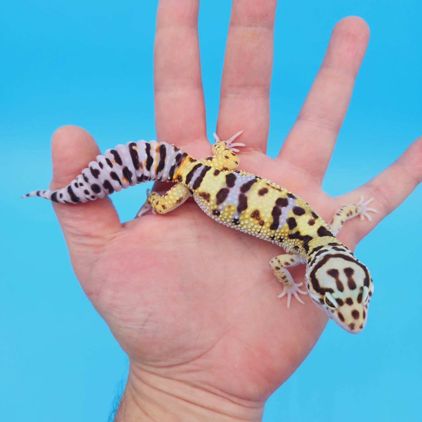 Male Hyper Xanthic Bold Turcmenicus Possible White & Yellow Leopard Gecko