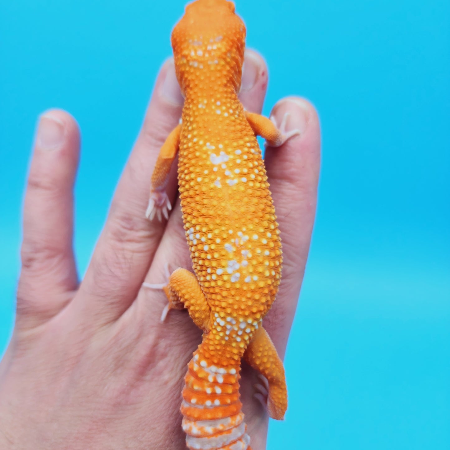 Female Mandarin Inferno Tangerine Tremper Albino White Spot Leopard Gecko