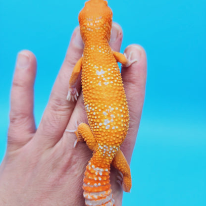 Female Mandarin Inferno Tangerine Tremper Albino White Spot Leopard Gecko